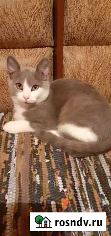 Молодой котик Россошь - изображение 1
