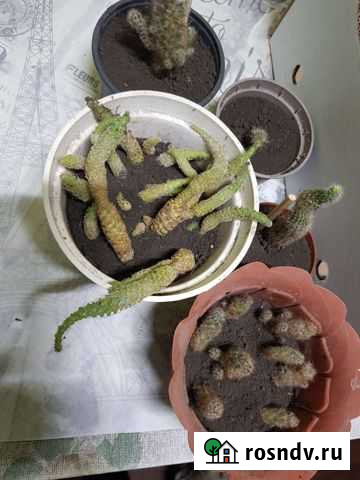 Цветы кактус Черноморский - изображение 1