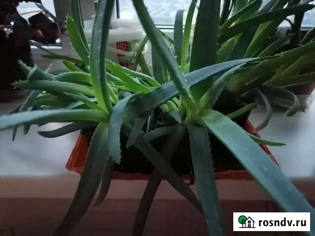 Алоэ Королев - изображение 1