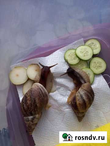 Улитки ахатины бесплатно Новокузнецк - изображение 1