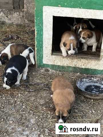 Помесь Алабая Чита - изображение 1