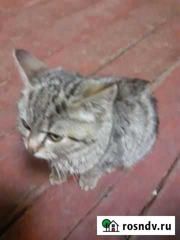 Отдам вот это чудо Торжок - изображение 1