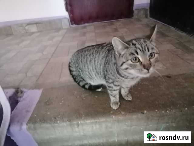 Красивая Кошка Балашиха - изображение 1