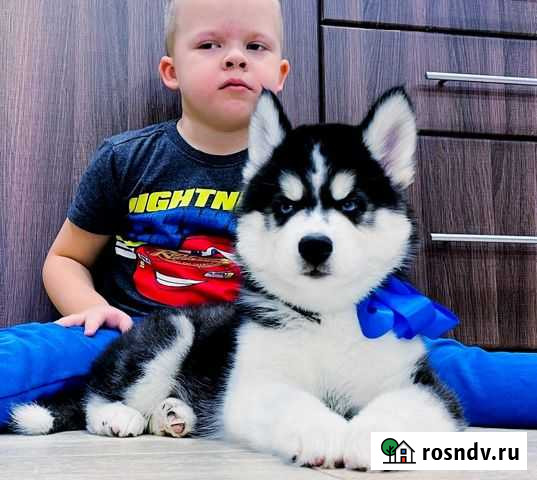 Хаски Отборные Голубоглазые и Разноглазые Красавцы Калуга - изображение 1
