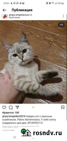 Кот с красным ошейником Кропоткин - изображение 1