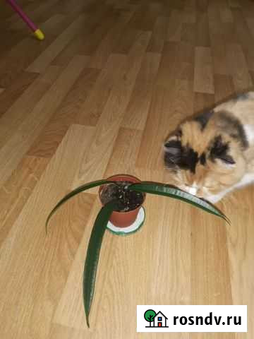 Фикус Али Уфа - изображение 1