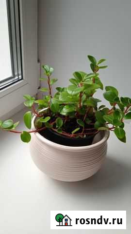 Традесканция (разновидность) Тверь - изображение 1