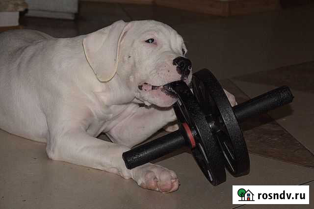 Аргентинский дог Екатеринбург - изображение 1