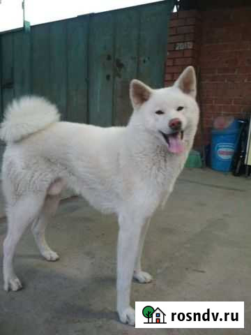 Акита Прохладный - изображение 1