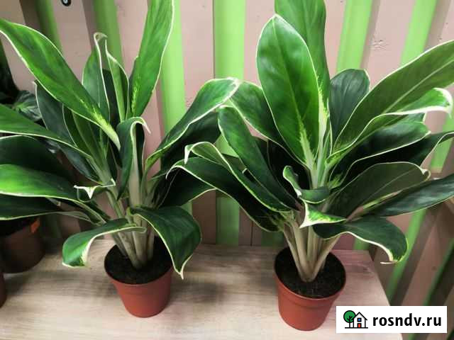 Аглаонема люкс Владимир - изображение 1