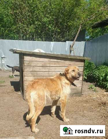 Собачка в добрые руки Иваново - изображение 1