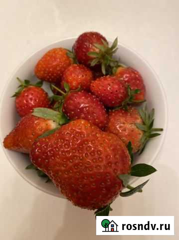 Беру заказы на рассаду клубники Клэри Севастополь - изображение 1