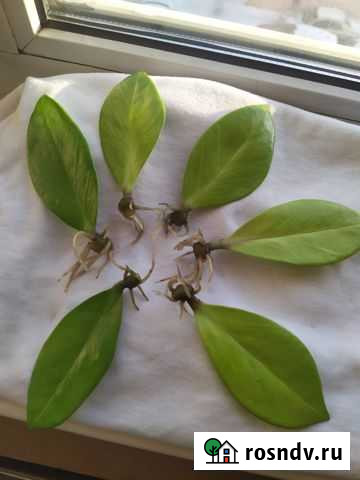 Замиокулькас или долларовое дерево Челябинск - изображение 1