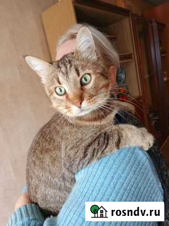 Котик в добрые руки Владимир - изображение 1