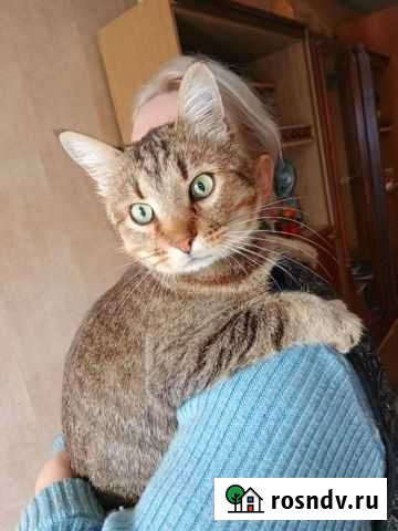 Котик в добрые руки Владимир - изображение 1