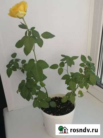 Роза Брянск - изображение 1