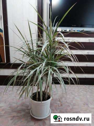 Драцена Астрахань - изображение 1