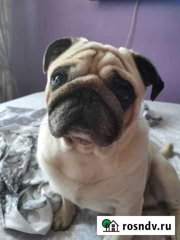 Вязка мопс Елец - изображение 1