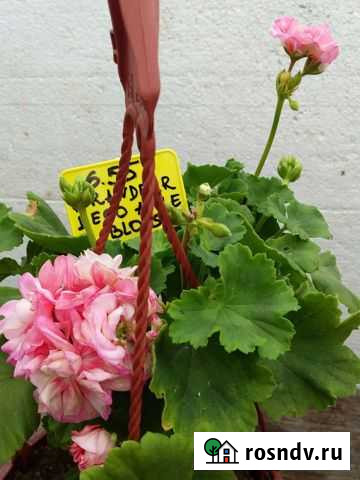 Пеларгония махровая Владикавказ - изображение 1