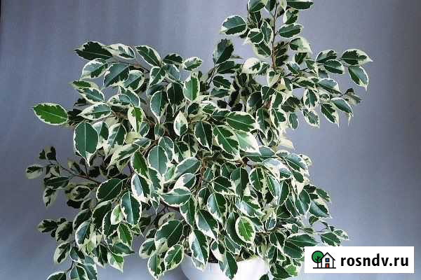 Фикус бенджамина Петропавловск-Камчатский - изображение 1