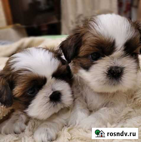 Щенки ши-тцу мальчики Кострома - изображение 1