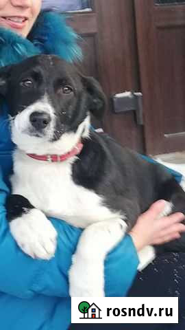 Собака Тамбов - изображение 1