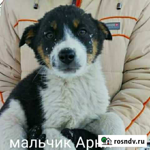 Арни ищет дом. Привит. 2,5-3 мес Бийск - изображение 1