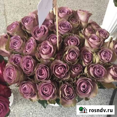 Роза чайно-гибридная Barista саженцы Павловская Слобода - изображение 1