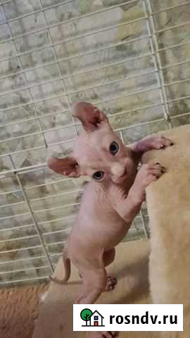 Эльфийские малыши Юровка - изображение 1