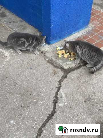 Кошки в добрые руки бесплатно Тольятти - изображение 1