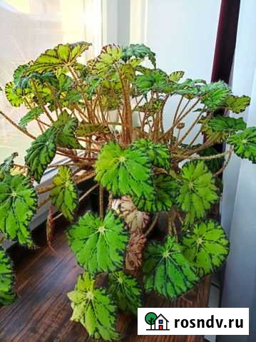 Бегония декоративно лиственная Наро-Фоминск - изображение 1