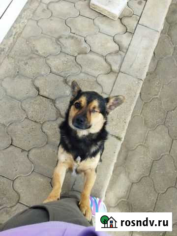 Особенная собака Тамань - изображение 1