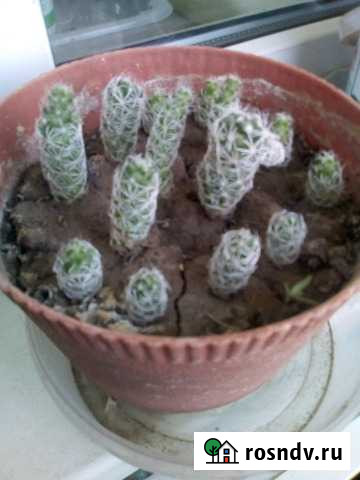 Мамилярия белошипая Рязань - изображение 1