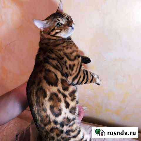 Бенгальский кот вязка Новосибирск