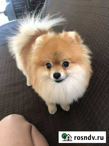 Случка. Шпиц Комсомольск-на-Амуре - изображение 1