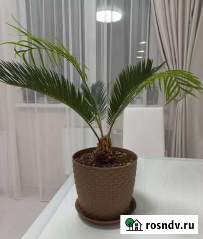 Цикас революта Оренбург - изображение 1