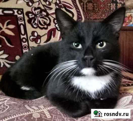 Шикарный черный котик Старый Крым - изображение 1