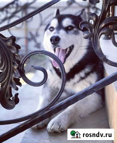 Ищем невесту мальчику Астрахань - изображение 1