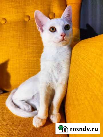 Ангорская кошечка Новочеркасск - изображение 1