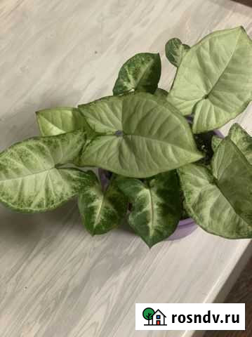 Сингониум Опочка - изображение 1