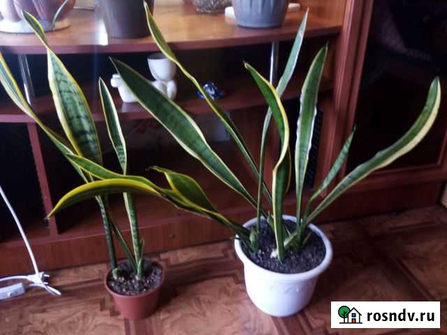 Сансевиерия Новокузнецк - изображение 1