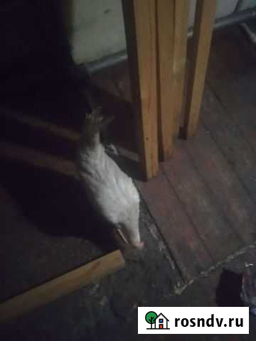 Петух Челябинск - изображение 1