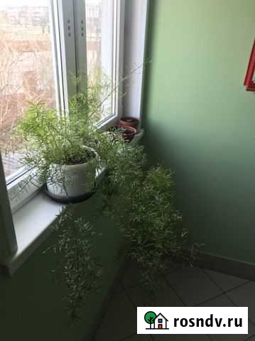 Комнатные цветы Йошкар-Ола - изображение 1