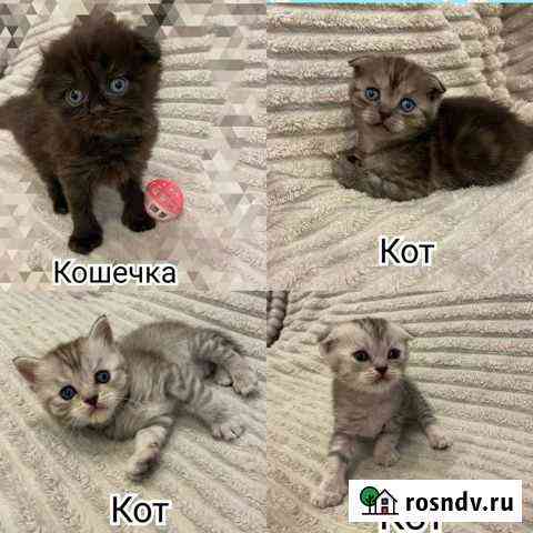 Шотландские котята Дубна