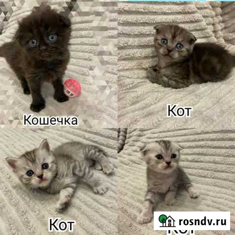 Шотландские котята Дубна - изображение 1