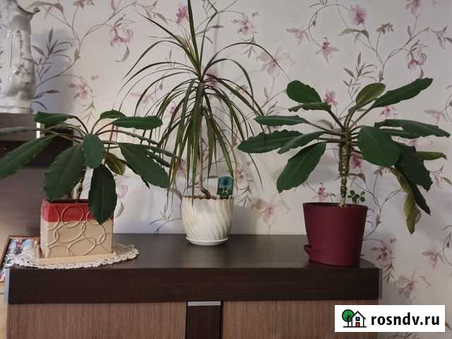 Комнатные растения Калининград - изображение 1