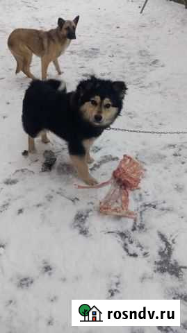 Красотка Похвистнево - изображение 1