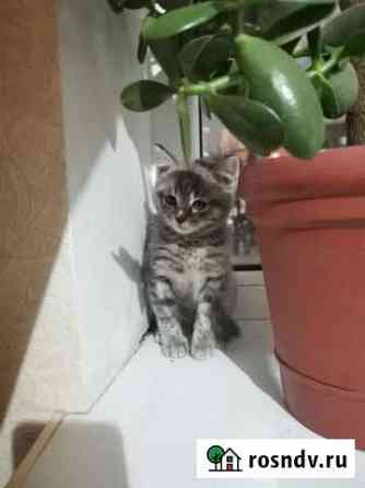 Котенок Шахты