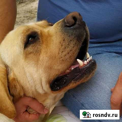 Мальчик ищет девочку для случки Шебекино - изображение 1