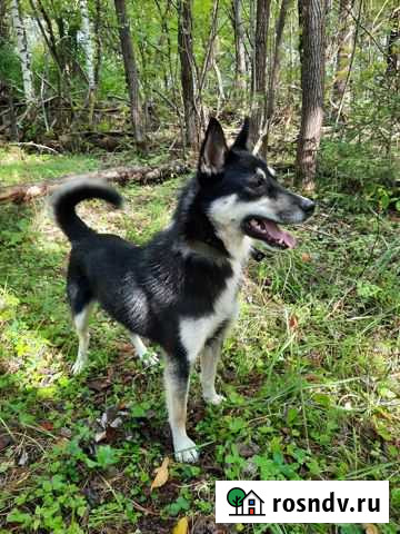 В добрые руки Орехово-Зуево - изображение 1